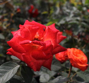 Růže velkokvětá 'Monica' - Rosa VK 'Monica'