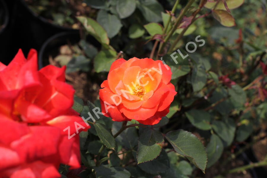 Růže velkokvětá 'Monica' - Rosa VK 'Monica'