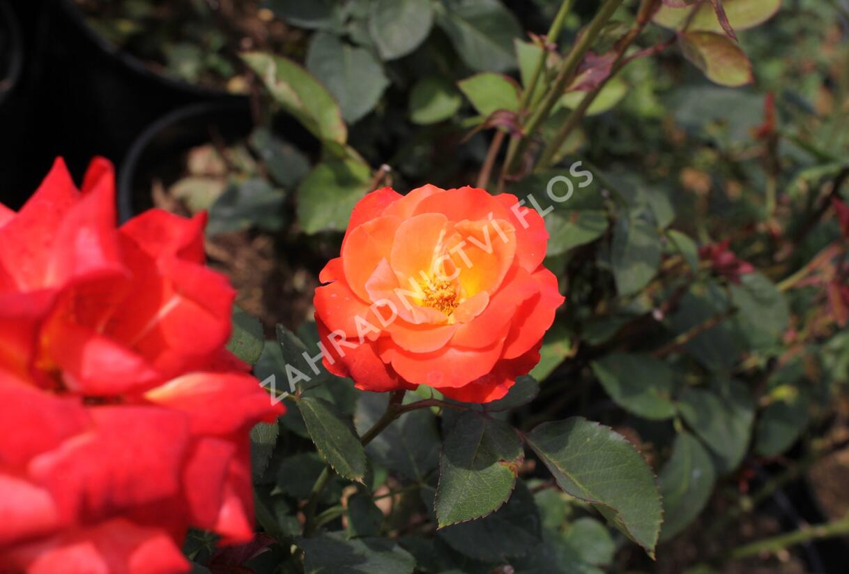 Růže velkokvětá 'Monica' - Rosa VK 'Monica'