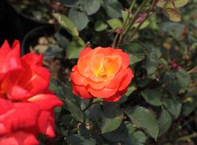 Růže velkokvětá 'Monica' - Rosa VK 'Monica'