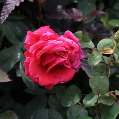 Růže velkokvětá 'Comet' - Rosa VK 'Comet'