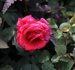 Růže velkokvětá 'Comet' - Rosa VK 'Comet'