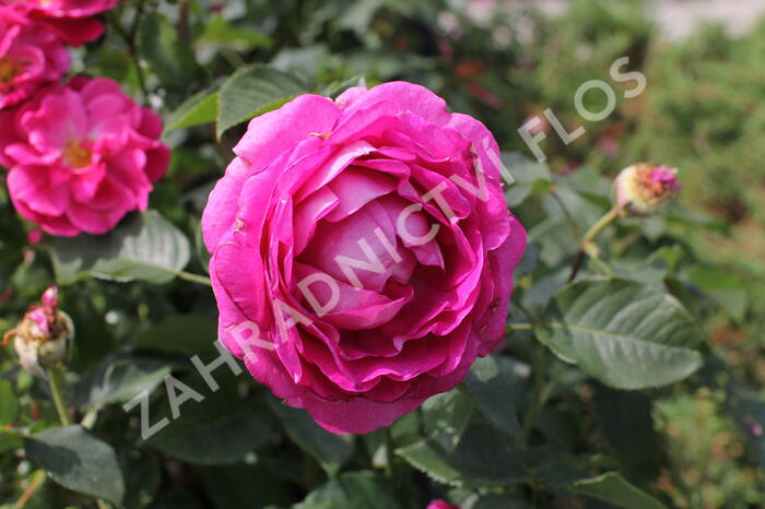 Růže mnohokvětá Kordes 'Fräulein Maria' - Rosa MK 'Fräulein Maria'