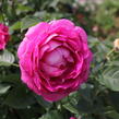 Růže mnohokvětá Kordes 'Fräulein Maria' - Rosa MK 'Fräulein Maria'