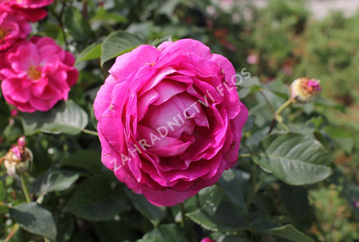 Růže mnohokvětá Kordes 'Fräulein Maria' - Rosa MK 'Fräulein Maria'