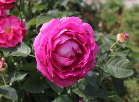 Růže mnohokvětá Kordes 'Fräulein Maria' - Rosa MK 'Fräulein Maria'