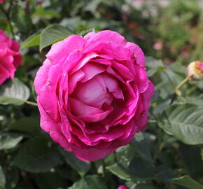 Růže mnohokvětá Kordes 'Fräulein Maria' - Rosa MK 'Fräulein Maria'