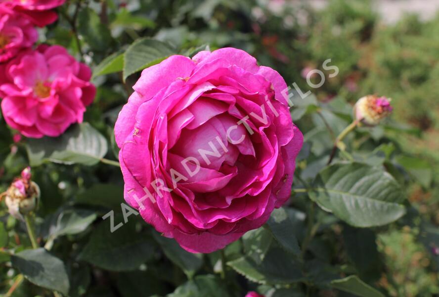 Růže mnohokvětá Kordes 'Fräulein Maria' - Rosa MK 'Fräulein Maria'