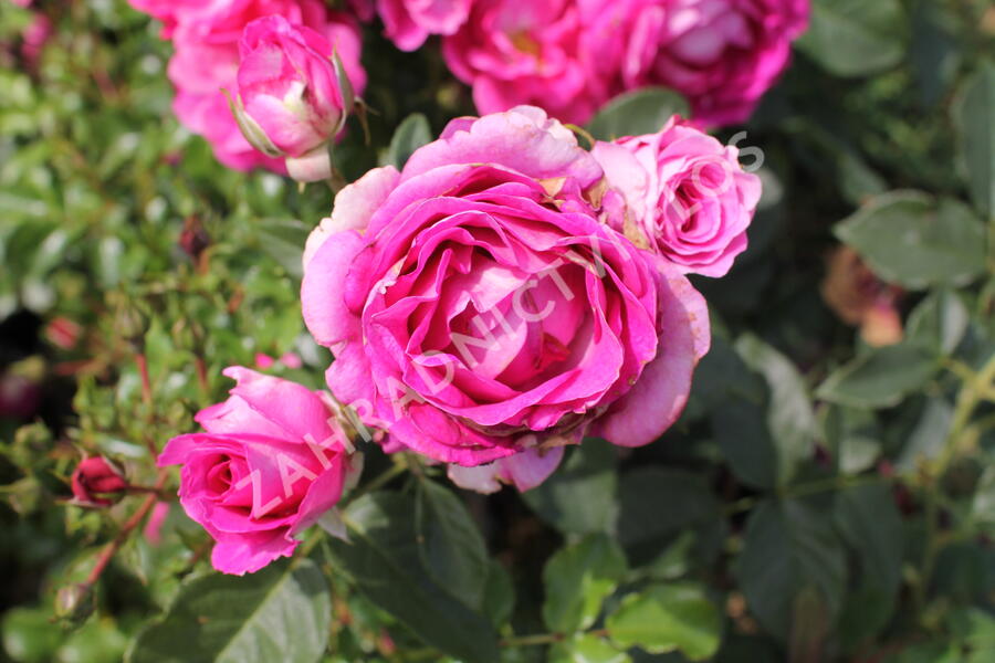Růže mnohokvětá Kordes 'Fräulein Maria' - Rosa MK 'Fräulein Maria'