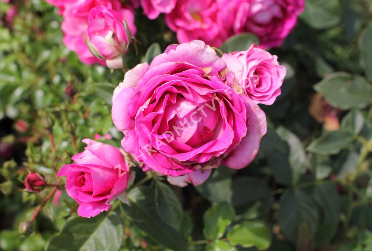 Růže mnohokvětá Kordes 'Fräulein Maria' - Rosa MK 'Fräulein Maria'