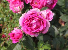 Růže mnohokvětá Kordes 'Fräulein Maria' - Rosa MK 'Fräulein Maria'