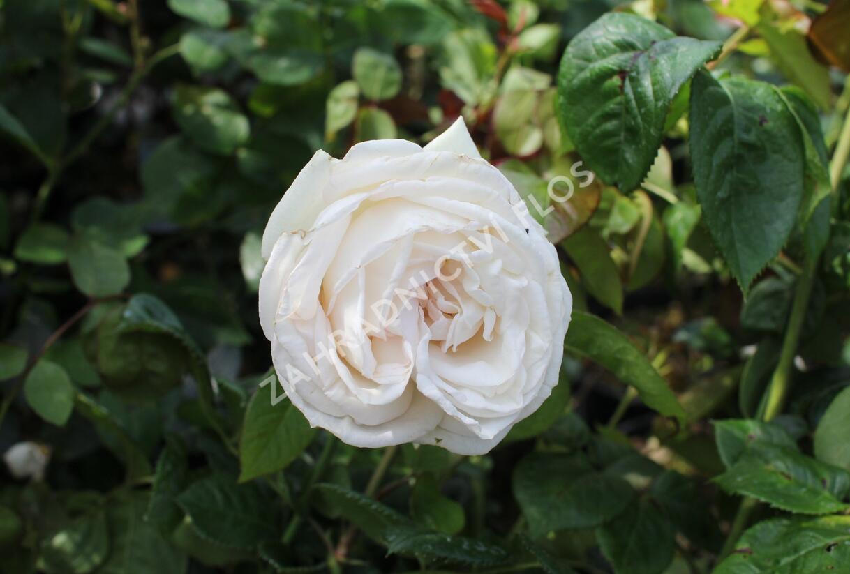 Růže mnohokvětá Kordes 'Madamme Anisette' - Rosa MK 'Madamme Anisette'