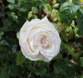 Růže mnohokvětá Kordes 'Madamme Anisette' - Rosa MK 'Madamme Anisette'