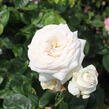 Růže mnohokvětá Kordes 'Madamme Anisette' - Rosa MK 'Madamme Anisette'