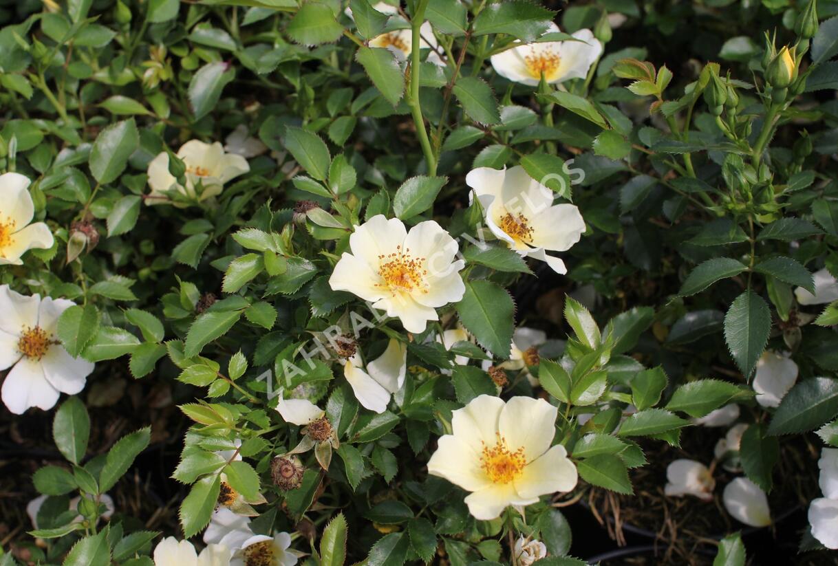 Růže půdopokryvná 'Bee Gold' - Rosa PK 'Bee Gold'