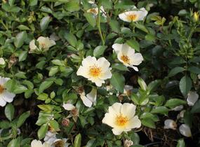 Růže půdopokryvná 'Bee Gold' - Rosa PK 'Bee Gold'