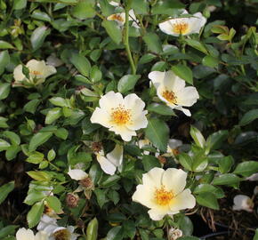 Růže půdopokryvná 'Bee Gold' - Rosa PK 'Bee Gold'