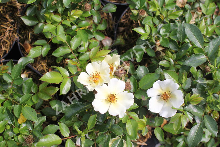 Růže půdopokryvná 'Bee Gold' - Rosa PK 'Bee Gold'