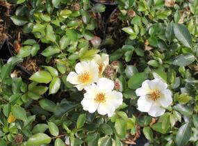 Růže půdopokryvná 'Bee Gold' - Rosa PK 'Bee Gold'