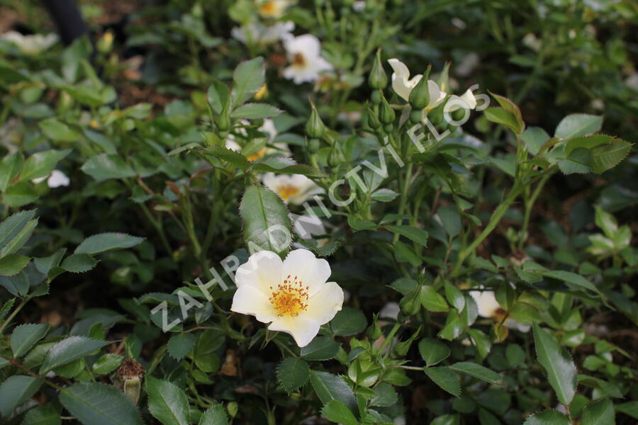 Růže půdopokryvná 'Bee Gold' - Rosa PK 'Bee Gold'