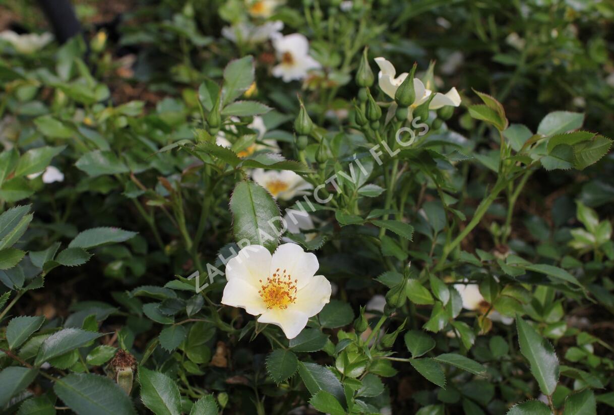Růže půdopokryvná 'Bee Gold' - Rosa PK 'Bee Gold'