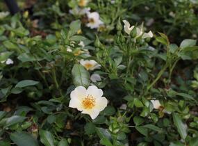 Růže půdopokryvná 'Bee Gold' - Rosa PK 'Bee Gold'