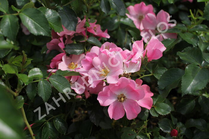 Růže půdopokryvná 'Mel Bee' - Rosa PK 'Mel Bee'