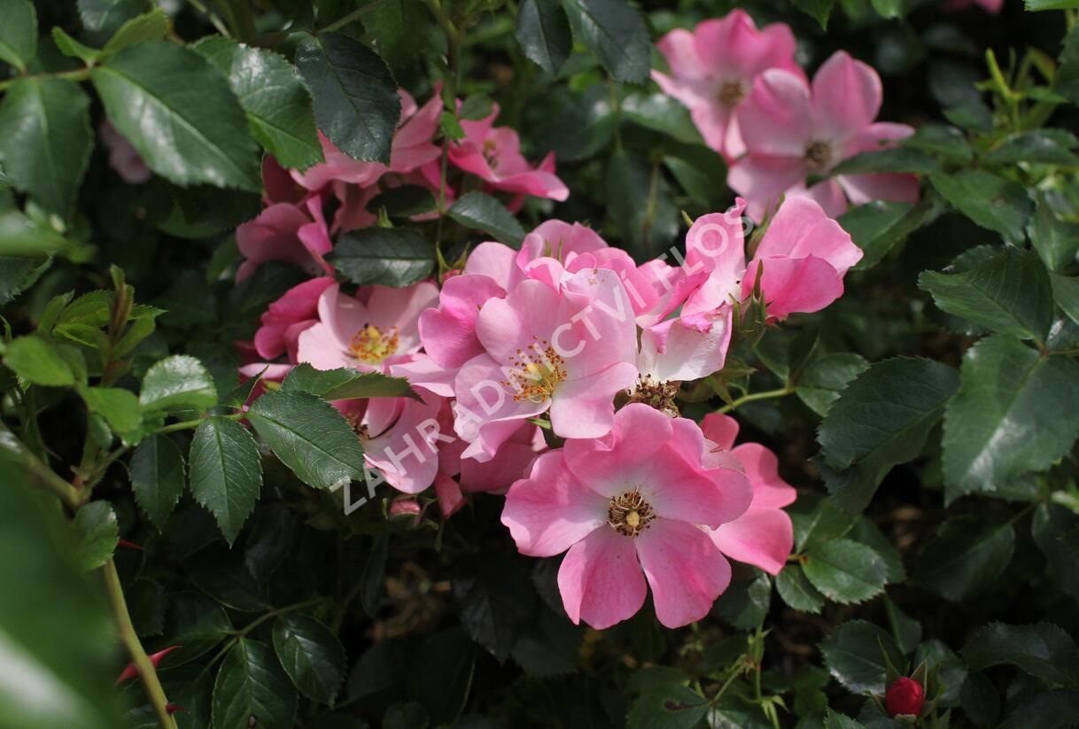 Růže půdopokryvná 'Bee Mel' - Rosa PK 'Bee Mel'