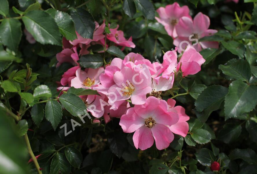 Růže půdopokryvná 'Bee Mel' - Rosa PK 'Bee Mel'