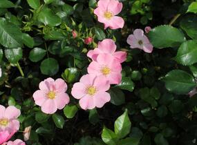 Růže půdopokryvná 'Bee Mel' - Rosa PK 'Bee Mel'