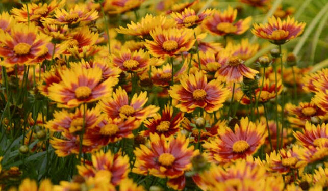 Krásnoočko 'Little Bang Daybreak' - Coreopsis 'Little Bang Daybreak'