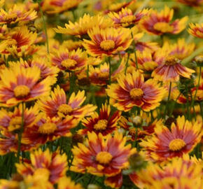 Krásnoočko 'Little Bang Daybreak' - Coreopsis 'Little Bang Daybreak'