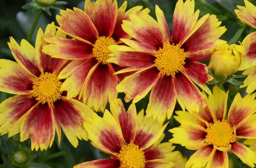 Krásnoočko 'Little Bang Enchanted Eve' - Coreopsis 'Little Bang Enchanted Eve'