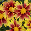 Krásnoočko 'Little Bang Enchanted Eve' - Coreopsis 'Little Bang Enchanted Eve'