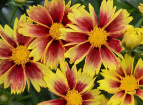 Krásnoočko 'Little Bang Enchanted Eve' - Coreopsis 'Little Bang Enchanted Eve'