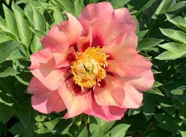 Pivoňka Itoh-hybrid 'Old Rose Dandy' - Paeonia itoh-hybrid 'Old Rose Dandy'