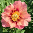 Pivoňka Itoh-hybrid 'Old Rose Dandy' - Paeonia itoh-hybrid 'Old Rose Dandy'