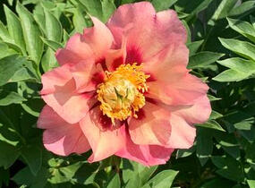 Pivoňka Itoh-hybrid 'Old Rose Dandy' - Paeonia itoh-hybrid 'Old Rose Dandy'