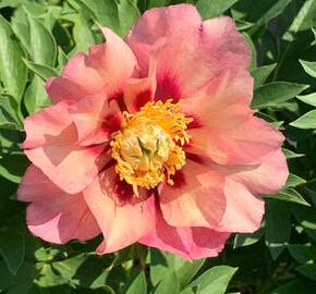 Pivoňka Itoh-hybrid 'Old Rose Dandy' - Paeonia itoh-hybrid 'Old Rose Dandy'