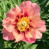 pivonka-itoh-hybrid-old-rose-dandy.jpg
