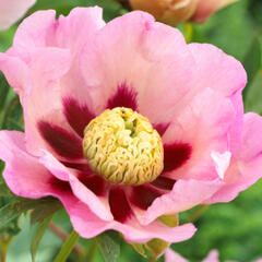 Pivoňka Itoh-hybrid 'Pastel Splendour'' - Paeonia itoh-hybrid 'Pastel Splendour'