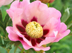 Pivoňka Itoh-hybrid 'Pastel Splendour' - Paeonia itoh-hybrid 'Pastel Splendour'