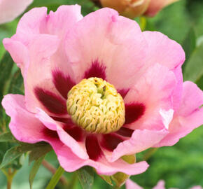 Pivoňka Itoh-hybrid 'Pastel Splendour'' - Paeonia itoh-hybrid 'Pastel Splendour'