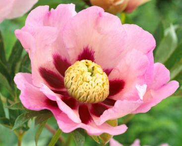 Pivoňka Itoh-hybrid 'Pastel Splendour'