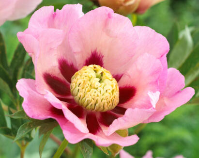 Pivoňka Itoh-hybrid 'Pastel Splendour' - Paeonia itoh-hybrid 'Pastel Splendour'