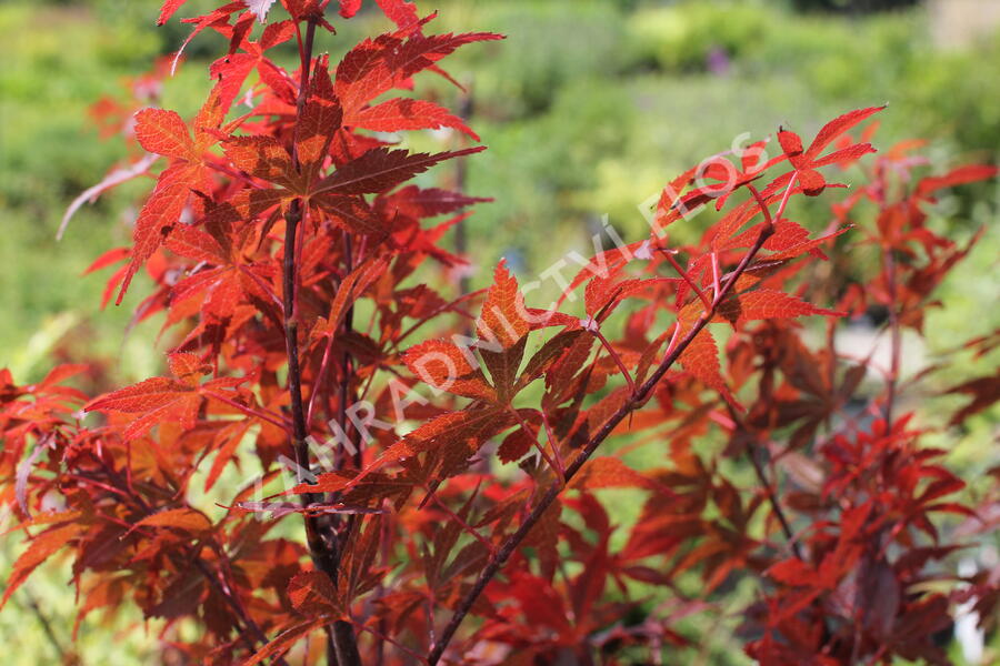 Javor dlanitolistý 'Skeeter's Broom' - Acer palmatum 'Skeeter's Broom'