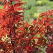 Javor dlanitolistý 'Skeeter's Broom' - Acer palmatum 'Skeeter's Broom'