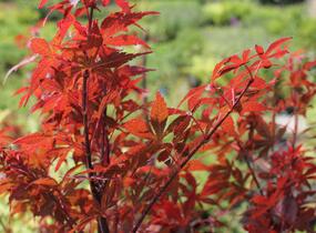 Javor dlanitolistý 'Skeeter's Broom' - Acer palmatum 'Skeeter's Broom'