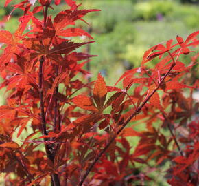 Javor dlanitolistý 'Skeeter's Broom' - Acer palmatum 'Skeeter's Broom'