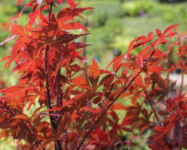 Javor dlanitolistý 'Skeeter's Broom'